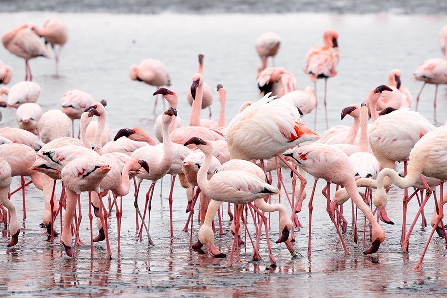 destinationimages_0009_flock-pink-flamingos-walvis-bay-namibia