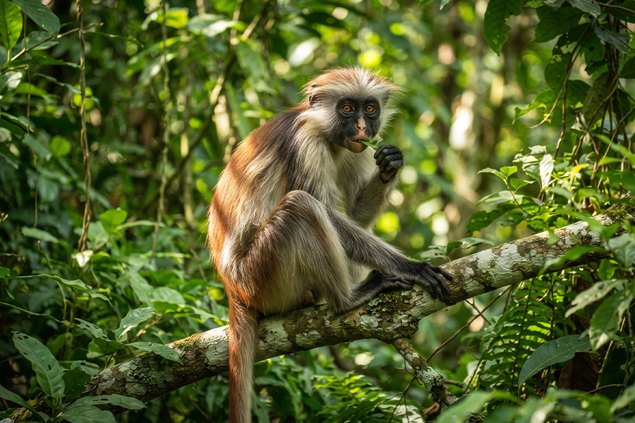 destinationimages_0010_Red_colobus_monkey_on_branch_202607282335